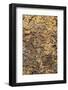 Pine bark pattern Yosemite National Park, California-Adam Jones-Framed Photographic Print