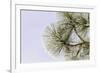 Pine bough with heavy frost crystals, Kalispell, Montana-Adam Jones-Framed Premium Photographic Print