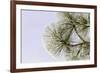 Pine bough with heavy frost crystals, Kalispell, Montana-Adam Jones-Framed Premium Photographic Print