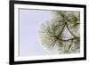 Pine bough with heavy frost crystals, Kalispell, Montana-Adam Jones-Framed Premium Photographic Print