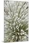 Pine bough with heavy frost crystals, Kalispell, Montana-Adam Jones-Mounted Premium Photographic Print