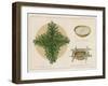 Pine Boughs on Sand Bed, Basket of Yucca Suds, Basket of Pine Needles and Corals-null-Framed Giclee Print