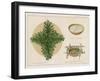 Pine Boughs on Sand Bed, Basket of Yucca Suds, Basket of Pine Needles and Corals-null-Framed Giclee Print