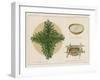 Pine Boughs on Sand Bed, Basket of Yucca Suds, Basket of Pine Needles and Corals-null-Framed Giclee Print