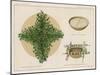 Pine Boughs on Sand Bed, Basket of Yucca Suds, Basket of Pine Needles and Corals-null-Mounted Giclee Print