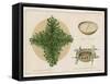 Pine Boughs on Sand Bed, Basket of Yucca Suds, Basket of Pine Needles and Corals-null-Framed Stretched Canvas