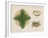 Pine Boughs on Sand Bed, Basket of Yucca Suds, Basket of Pine Needles and Corals-null-Framed Giclee Print