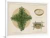 Pine Boughs on Sand Bed, Basket of Yucca Suds, Basket of Pine Needles and Corals-null-Framed Giclee Print