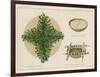 Pine Boughs on Sand Bed, Basket of Yucca Suds, Basket of Pine Needles and Corals-null-Framed Giclee Print