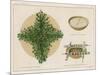 Pine Boughs on Sand Bed, Basket of Yucca Suds, Basket of Pine Needles and Corals-null-Mounted Giclee Print