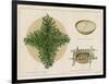 Pine Boughs on Sand Bed, Basket of Yucca Suds, Basket of Pine Needles and Corals-null-Framed Giclee Print