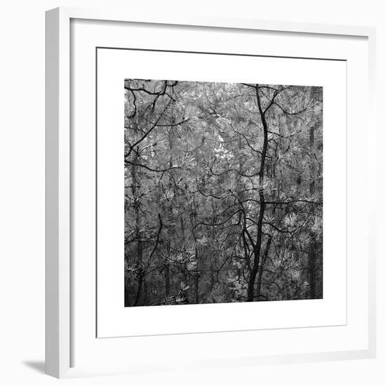 Pine Bramble-Erin Clark-Framed Giclee Print