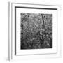 Pine Bramble-Erin Clark-Framed Giclee Print