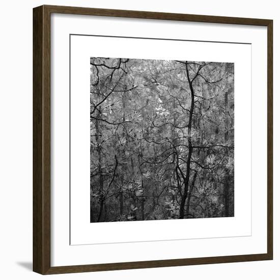Pine Bramble-Erin Clark-Framed Giclee Print