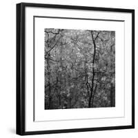 Pine Bramble-Erin Clark-Framed Giclee Print