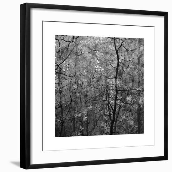 Pine Bramble-Erin Clark-Framed Giclee Print