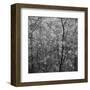 Pine Bramble-Erin Clark-Framed Art Print