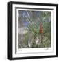 Pine Bud-Ken Bremer-Framed Limited Edition