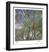 Pine Bud-Ken Bremer-Framed Limited Edition