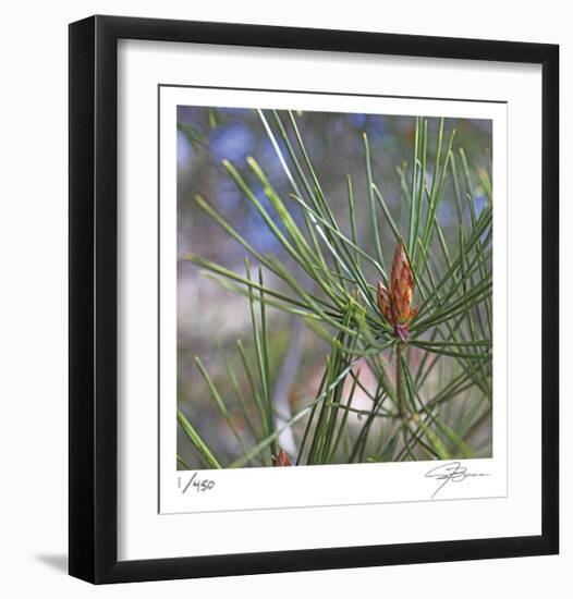 Pine Bud-Ken Bremer-Framed Limited Edition