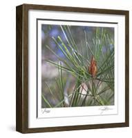 Pine Bud-Ken Bremer-Framed Limited Edition