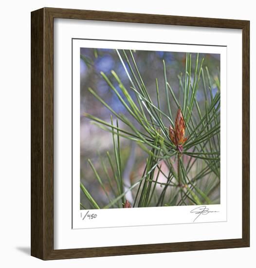 Pine Bud-Ken Bremer-Framed Limited Edition