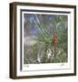 Pine Bud-Ken Bremer-Framed Limited Edition