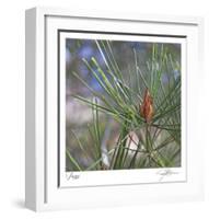 Pine Bud-Ken Bremer-Framed Limited Edition