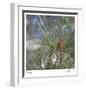 Pine Bud-Ken Bremer-Framed Limited Edition