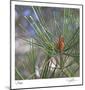 Pine Bud-Ken Bremer-Mounted Limited Edition