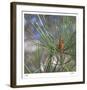 Pine Bud-Ken Bremer-Framed Limited Edition