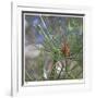Pine Bud-Ken Bremer-Framed Limited Edition