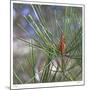 Pine Bud-Ken Bremer-Mounted Limited Edition
