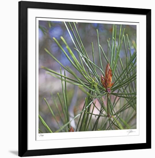 Pine Bud-Ken Bremer-Framed Limited Edition