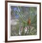 Pine Bud-Ken Bremer-Framed Limited Edition