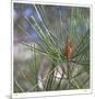 Pine Bud-Ken Bremer-Mounted Limited Edition