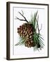 pine cone copy brochure-Debbi Wetzel-Framed Giclee Print