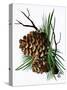 pine cone copy brochure-Debbi Wetzel-Stretched Canvas