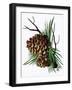 pine cone copy brochure-Debbi Wetzel-Framed Giclee Print