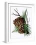 pine cone copy brochure-Debbi Wetzel-Framed Giclee Print