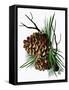 pine cone copy brochure-Debbi Wetzel-Framed Stretched Canvas