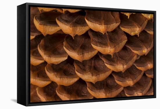 Pine Cone I-Kathy Mahan-Framed Stretched Canvas