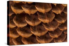 Pine Cone I-Kathy Mahan-Stretched Canvas