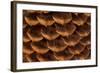 Pine Cone I-Kathy Mahan-Framed Photographic Print