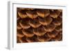 Pine Cone I-Kathy Mahan-Framed Photographic Print