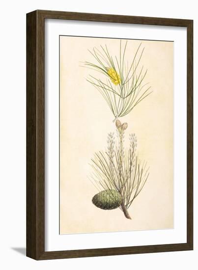 Pine Cone I-null-Framed Art Print