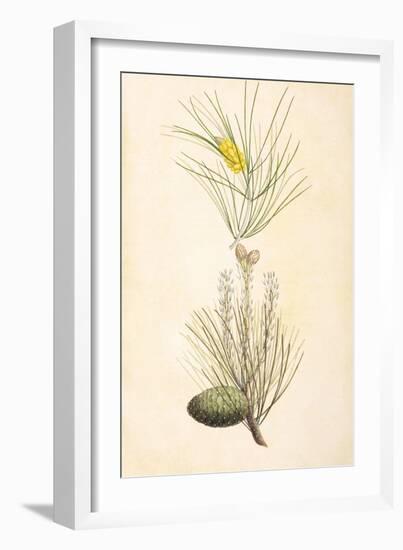 Pine Cone I-null-Framed Art Print