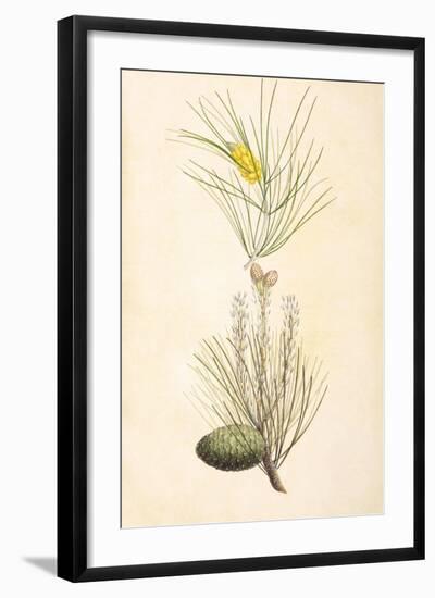 Pine Cone I-null-Framed Art Print