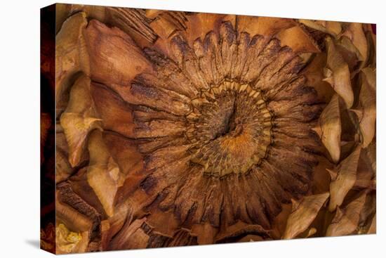 Pine Cone II-Kathy Mahan-Stretched Canvas