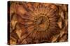 Pine Cone II-Kathy Mahan-Stretched Canvas